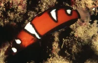 Klovne gylte (Coris cuvieri)
