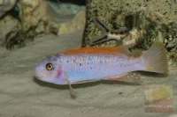 Labeotropheus trewavasae Rød
