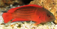 Labracinus Cyclophthalmus