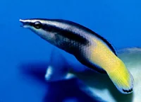 Labroides bicolor speciel pudsefisk