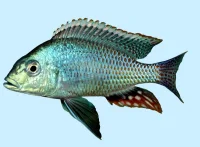 Lethrinops lethrinus 4-6 cm