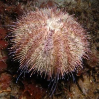 Lillakantet hvid søpindsvin (Centrstephanus sp.)