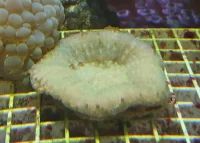 Lobophyllia sp.