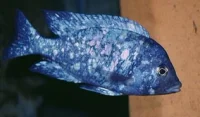 Lupingo Cichlide (Placidochromis phenochilus)