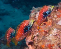 Macropharyngodon bipartitus (bipartitus Vermiculate)