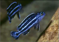 Maingano Cichlide (Melanochromis Maingano)