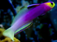 Nemateleotris helfrichi (Hawaii)
