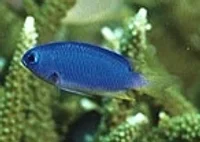 Neon Damsel Pomacentrus coelestis