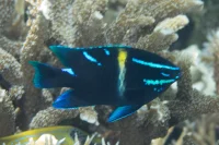 Neonstribet jomfrufisk (Neoglyphidodon oxyodon)