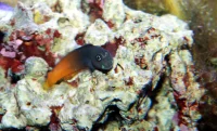 Orangehalet Blenny (Ecsenius bicolor)