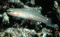 Orangestribet Gobi (Amblygobius decussatus)