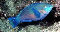 Papegøjefisk (Scarus quoyi)