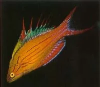 Paracheilinus Filamentosus