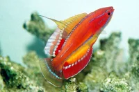 Paracheilinus mccoskeri