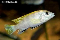 Perlemor Cichlide (Labidochromis sp. Perlmutt)