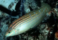 Pyntet Gylte (Halichoeres cosmetus)
