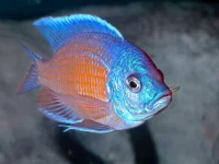 Rød Kadango Cichlide (Copadichromis borleyi)