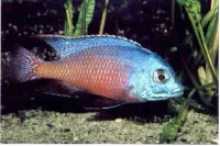 Rød Kejser Cichlide (Protomelas taeniolatus sp. Red Empress)