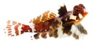 Rød Scooterfisk (Synchiropus stellatus)
