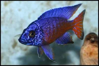 Rødhale Aulonocara (Aulonocara ngara)