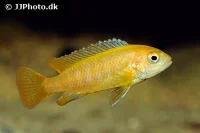 Saulosi Cichlide (Pseudotropheus saulosi) Koral rød