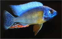 Steveni Tiger Cichlide (Protomelas fenestratus sp. øst)