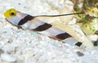 Stonogobiops Nematodes
