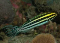Stribet Gylte (Meiacanthus grammistes)