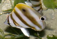 Stribet Sommerfuglefisk (Parachaetodon ocellatus)