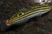 Stribet goby (Amblygobius hectori)