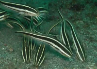 Stribet koralmalle (Plotosus lineatus)
