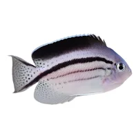 Svalehale kejse (Genicanthus lamarck)