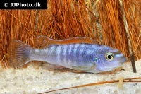 Trewawasae Malawi Cichlide (Labeotropheus trewawasae)