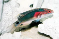 Udsøgt Gylte (Cirrhilabrus exquisitus)