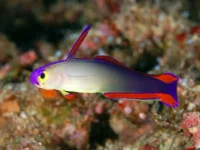 Violet ildhalekutling (Nemateleotris decora)