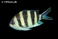Abudefduf sexfasciatus Fembåndet sergentfisk