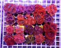 Acanthastrea lordhowensis Red