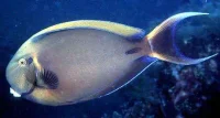 Acanthurus bariene