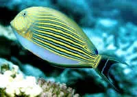 Acanthurus lineatus (lille) kirurgfisk