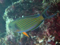 Acanthurus lineatus stripet kirurgfisk