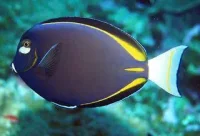 Acanthurus Nigricans kirurgfisk