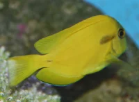 Acanthurus Olivaceus kirurgfisk Medium Voksen
