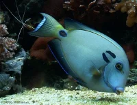 Acanthurus tennentii (medium) kirurgfisk