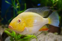 Acarichthys Heckelii Gold Albino 5-6 cm