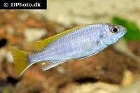 Acei Cichlide (Pseudotropheus acei) Unger