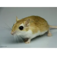 Ægyptisk Ørkenrotte (Gerbillus Gerbillus)