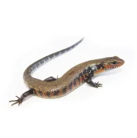 African Fire Skink (Riopa fernandi)