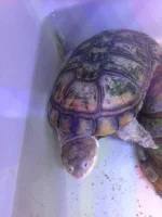 Afrikansk hjelmskildpadde (Pelomedusa subrufa)
