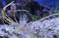 Almindelig Dragefisk (Pterois volitans) Lille
