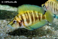 Altolamprologus compressiceps